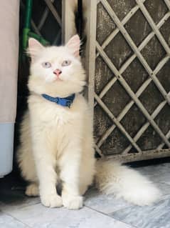 male persian cat