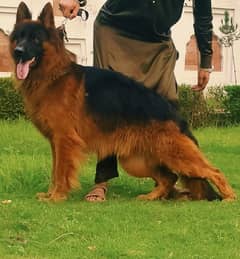 shepherd proper long coat male available