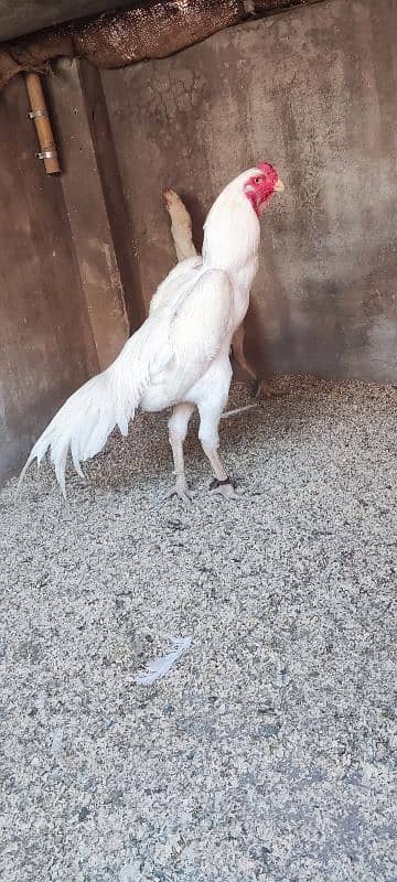 White O Shamo Male full active and heathly 0