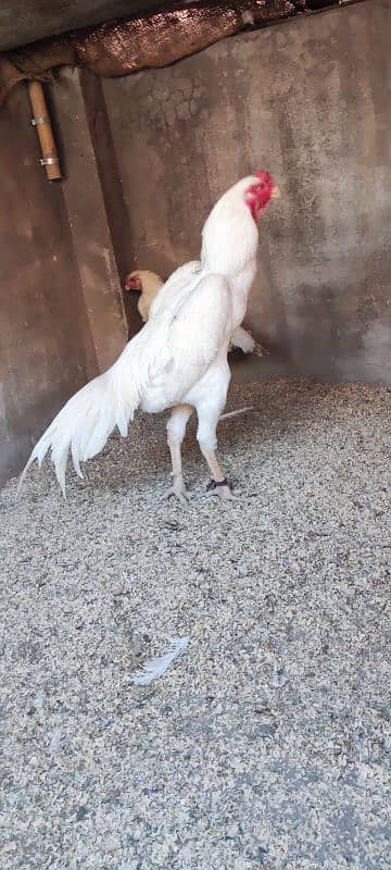 White O Shamo Male full active and heathly 1