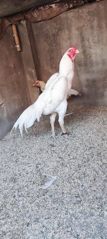 White O Shamo Male full active and heathly 2