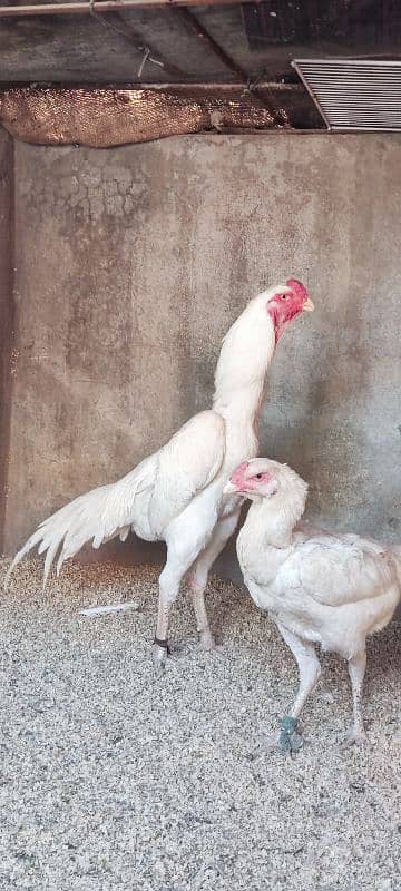 White O Shamo Male full active and heathly 6