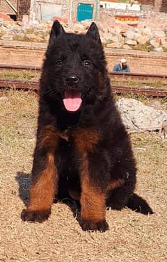 German Shepherd long coat male for sale