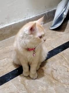 "Adorable double coat persian Cats for Sale – [8 months/pair]"