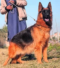 German Shepherd pink pedigree female