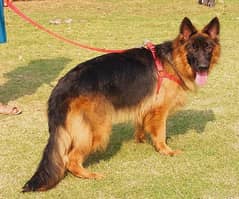 German shepherd male for sale / Gsd / germen dog for sale