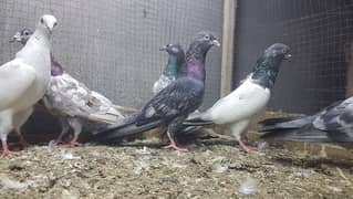 Jaldaar goldan lakhay pigeons for sale.