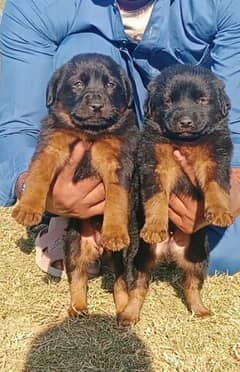 German Shepherd double coat male female pair 2 month for sale