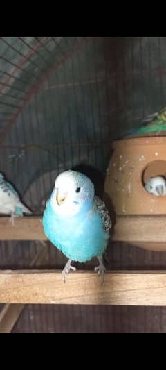 Australian parrots Pair