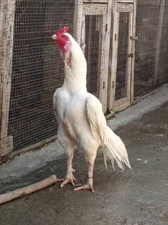 Heera Paper White Breed Fresh Fertile Egg's Available. .