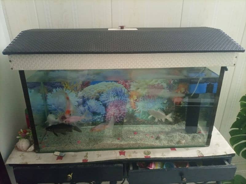 Aquarium with Fish 1