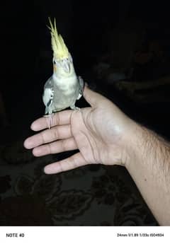 Gray pied cockatiel hand tame