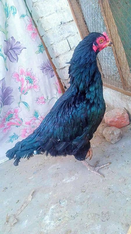 breeder murgi for sale 0