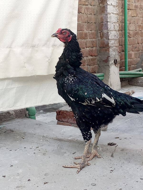 breeder murgi for sale 2