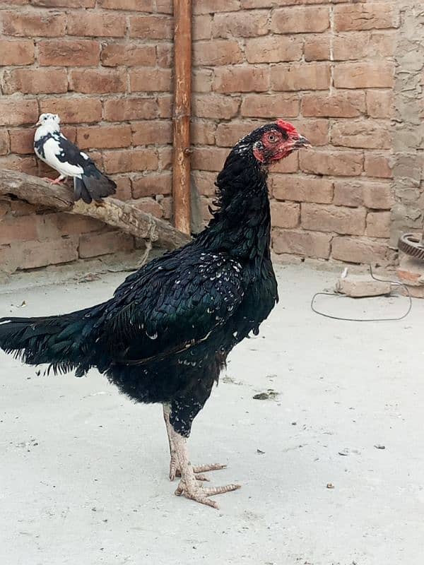 breeder murgi for sale 3