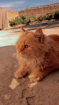 Persian cat male