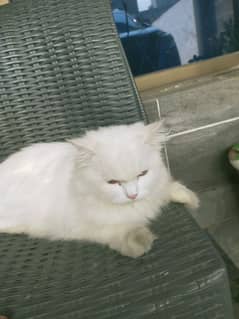 Persian female,friendly 2 years old cat