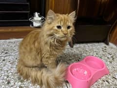 luke persian cat fully vaccinated