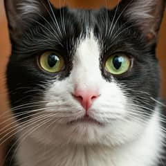 Cat-Tuxedo Cat-Kitten Black and White Kitten-Dicolor Cat