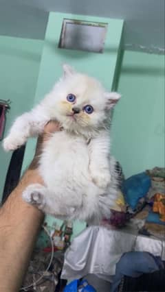 Pure persian kitten punch face