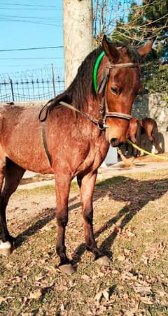 A gentle filly of desi breed