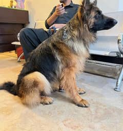 long coat german shepherd female