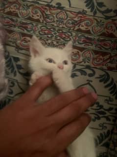 white Persian female kitten blue eyes