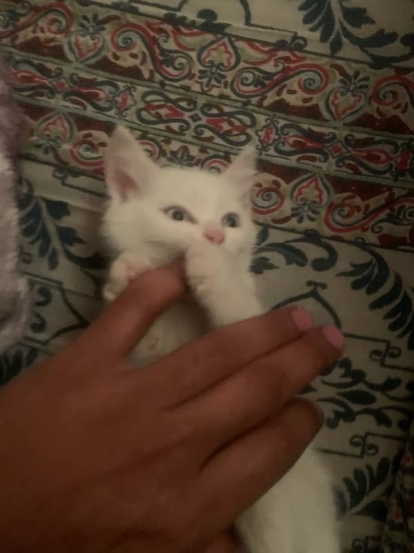 white Persian female kitten blue eyes 0