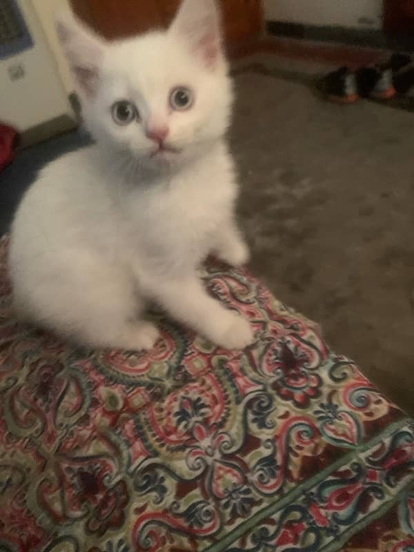 white Persian female kitten blue eyes 1