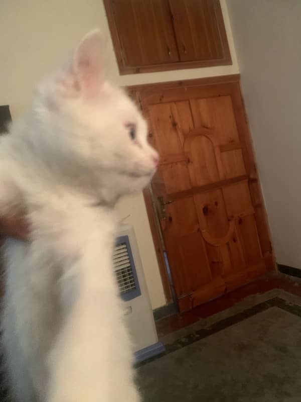 white Persian female kitten blue eyes 4