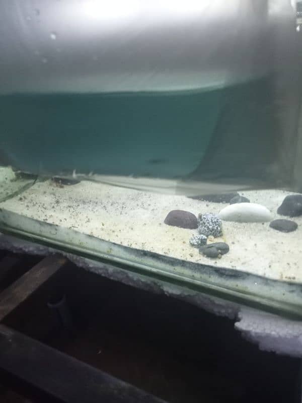 aquarium for sale 0