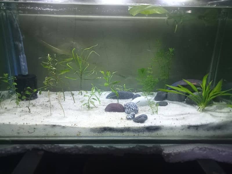 aquarium for sale 2