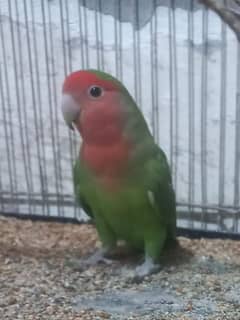 lovebird parrot female for sale urgent