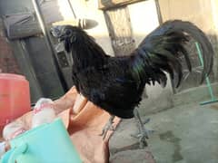 Ayam cemani gray tongue male for  sale