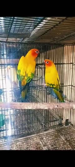 sunconure pair