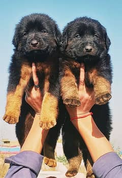 German Shepherd puppies /  German Shepherd Long Coat pair for sale