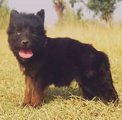 German  Shepherd puppies for sale