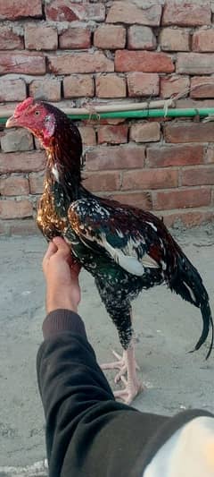 9 month old patha ready for breed high quality