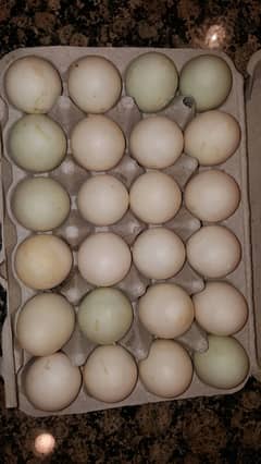 khaki campbell  Ducks egg