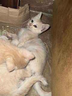 Persian kittens available for adoption