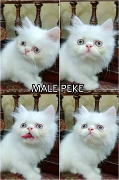 Peke/Piki/Peki