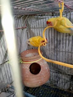 BEAUTIFUL LOTINO RED EYE LOVE BIRD BREADER PAIR