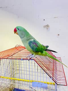 raw parrot for sale