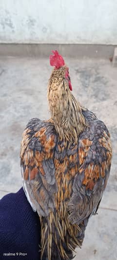 male rooster for sale desi breed