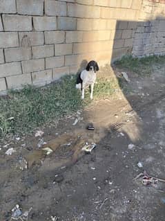 English pointer female