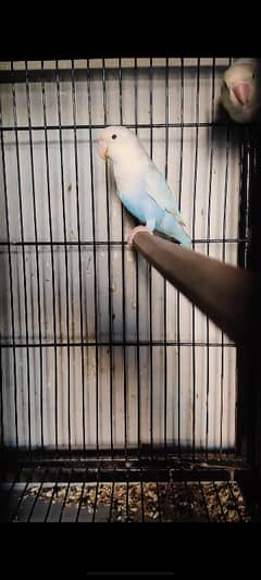 parblue opline PF working birds for sale