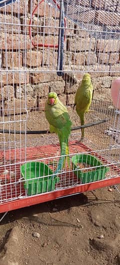 pair or cage sale