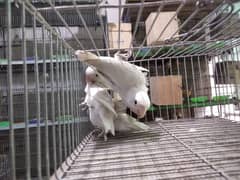 Albino black eye lovebirds for sale.