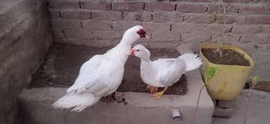 white Muscovy duck pair for sale