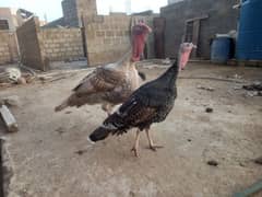 Turkey pair